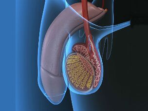 varicocele اور testicular درد arousal پر